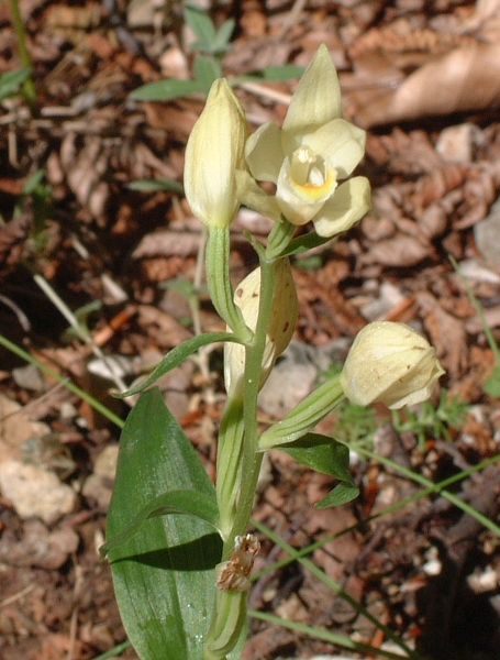 Cephalantera longifolia, C. damasonium